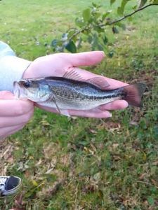 Largemouth Bass