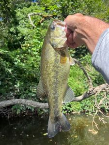 Largemouth Bass