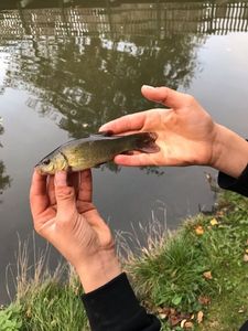 Tench