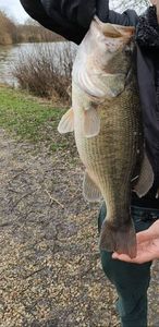Largemouth Bass