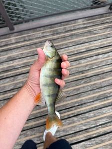 European Perch