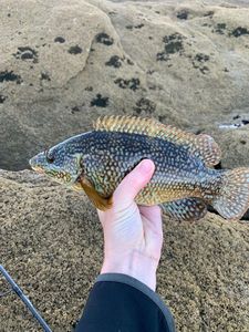 Ballan Wrasse