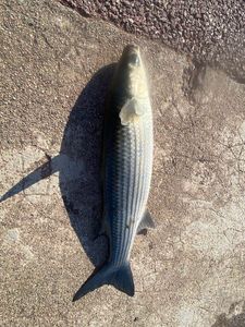 Thicklip Grey Mullet