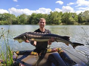 Sturgeon
