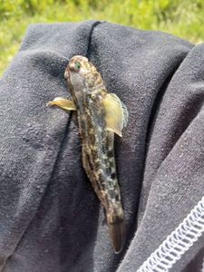 Round Goby