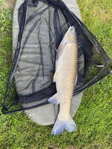 Grass Carp