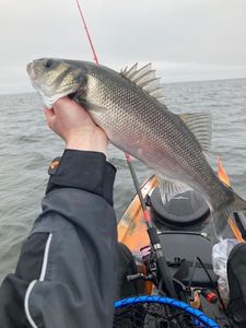 European Bass (Seabass)