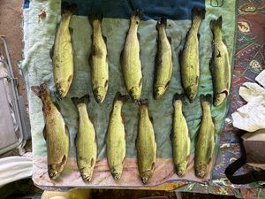 Rainbow Trout