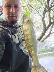 Zander