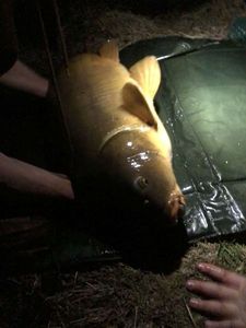 Common Carp