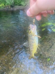 Brown Trout