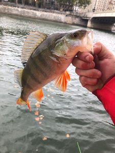 European Perch