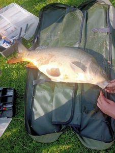 Tiger Trout