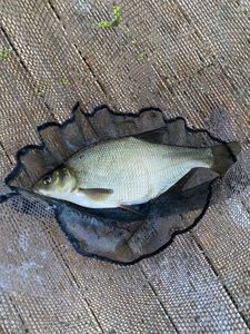 Common Bream