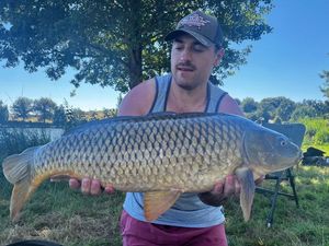 Common Carp