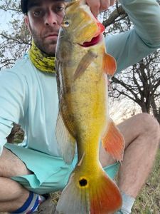 Peacock Bass ( Monoculus)