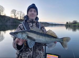 Zander