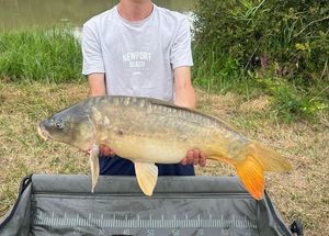 Mirror Carp