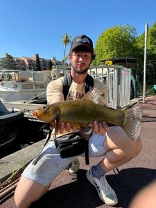 Tench