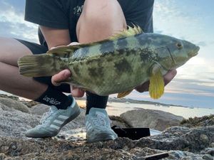 Ballan Wrasse