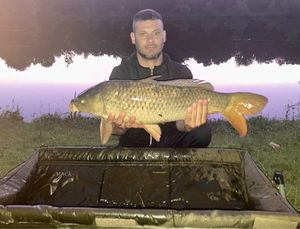 Common Carp