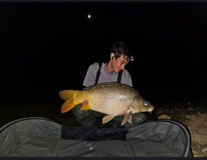 Mirror Carp