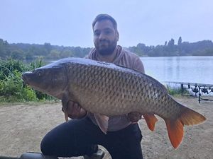 Common Carp