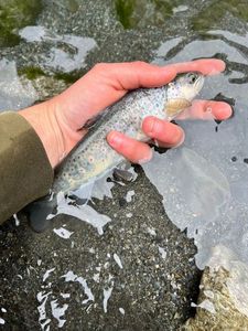 Brown Trout