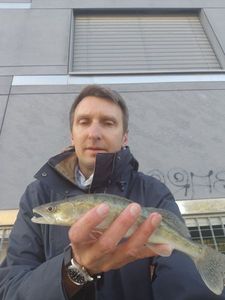 Zander
