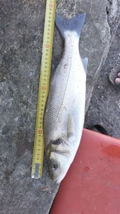 European Bass (Seabass)