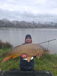 Common Carp