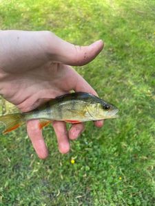 European Perch