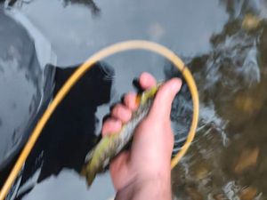 Brown Trout