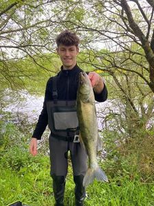 Zander