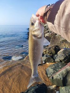 European Bass (Seabass)