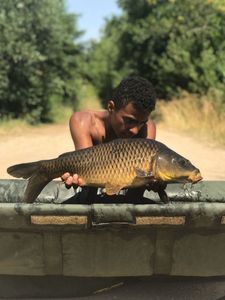 Common Carp