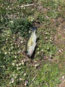 Smallmouth Bass