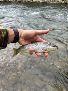 Brown Trout