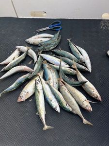 Mackerel