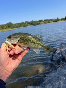 Largemouth Bass