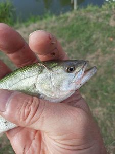 Largemouth Bass