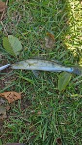 Zander