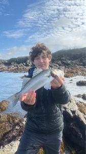 European Bass (Seabass)