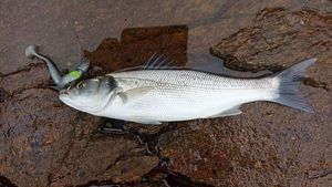 European Bass (Seabass)