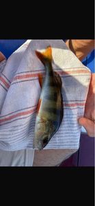 European Perch