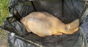 Leather Carp