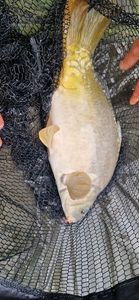 Leather Carp