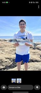 European Bass (Seabass)