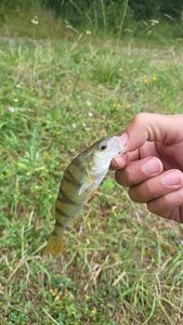 European Perch