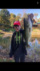 Largemouth Bass